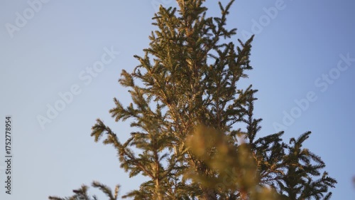 Young pine sparkles through cold rays embodying delicate resilience. Silent blue sky stretches endlessly in soft peace. Spring in forest