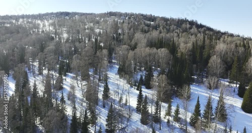 Thick snowy woods blanket mountain sides creating smooth fluffy contours. Snow-laden trees give slopes graceful balanced winter appeal