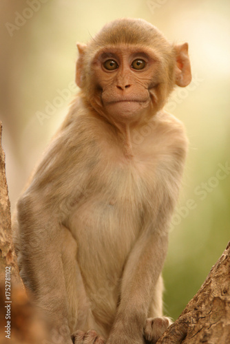 Wall Mural rhesus monkey