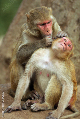Papier peint mother and child