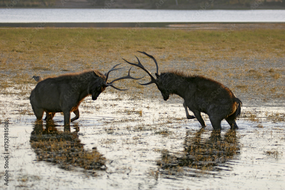Fototapeta premium a pair of sambar deer 