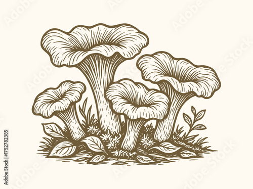  Chanterelle mushrooms vintage engraving forest illustration vector