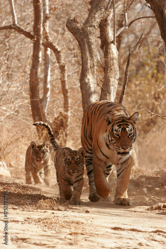 Tiger tigress cubs searching prey Ranthambore Tiger Reserve National Park Rajasthan India 
