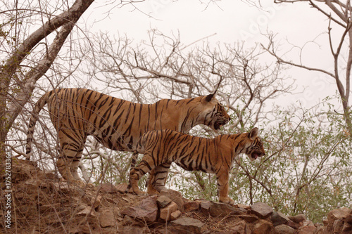 Foto tiger in the jungle