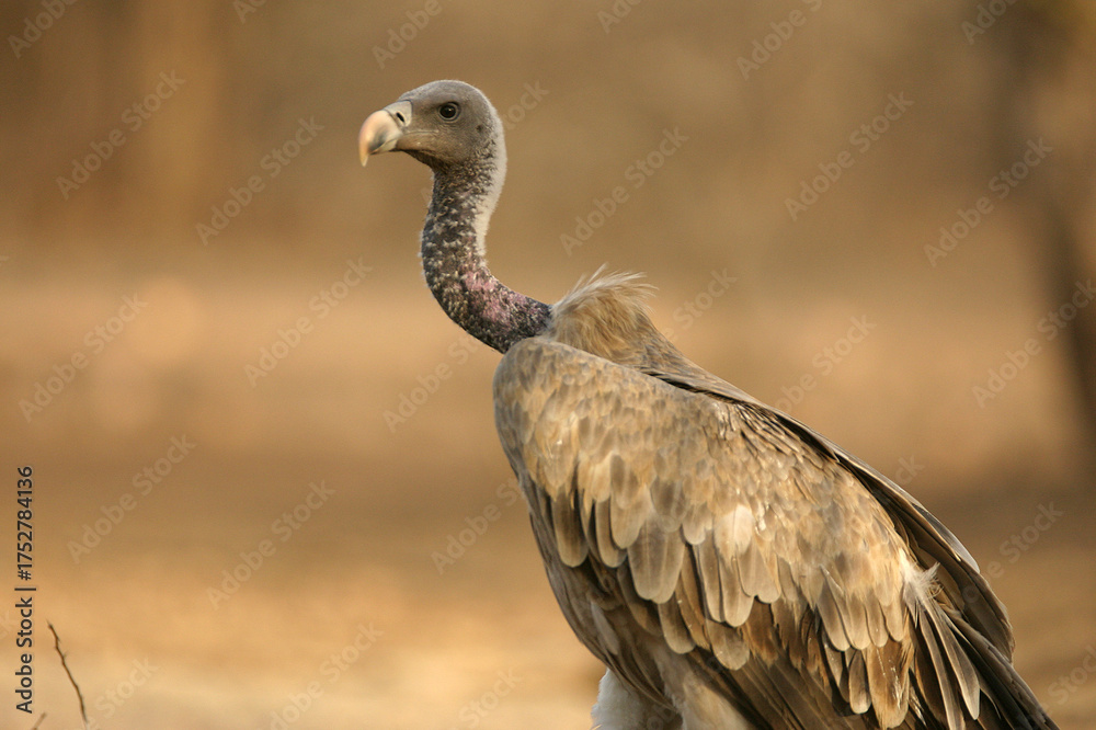 Fototapeta premium vulture in the wild