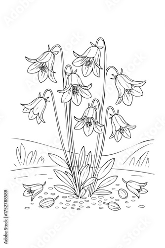 bluebell flowers. coloring book