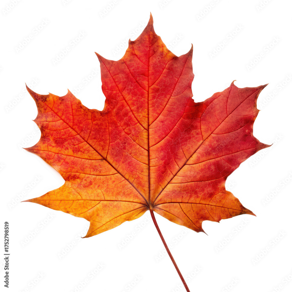 Fototapeta premium Changing leaves in Autumn PNG concept. A vibrant red and orange maple leaf showcasing intricate vein patterns.