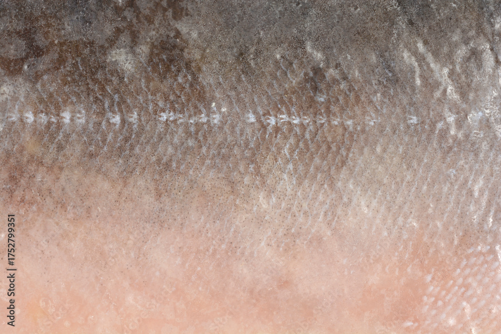 Fototapeta premium An extreme close-up presents the gradual transition from the dark, scaled skin to the lighter pink flesh of a frozen salmon fillet, creating an abstract texture background