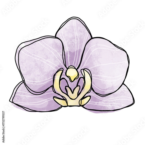 handdrawn watercolor orchid flower, doodle style drawing