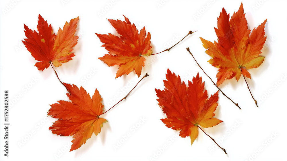 Fototapeta premium Close-up of Translucent Dried Maple Leaves