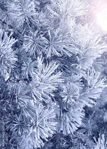 Vertical Christmas background with pine branch, covered with frost. Festive banner featuring a frosted fir branch. Holiday wintery banner with frozen branches of fir tree. Photo toned in blue color
