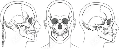 Anatomical illustration of human skull from frontal and side profiles
