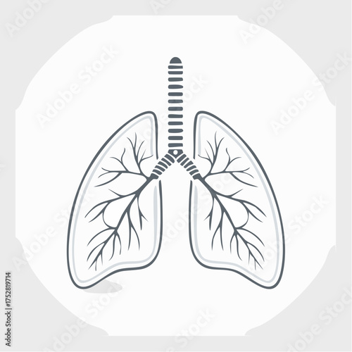 Simplified Vector Illustration of Human Lungs Anatomy.