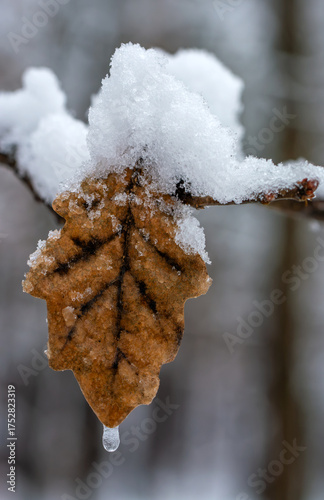The first snow covered the autumn leaves with white fluff.