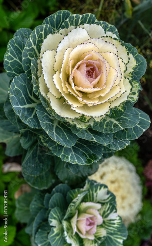 Beautiful ornamental cabbage blooms beautifully in the garden and in the vegetable garden.