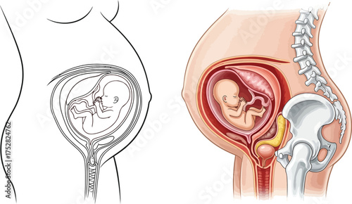 An illustration showing fetal development within the womb and a detailed anatomical view of a pregnant pelvis.