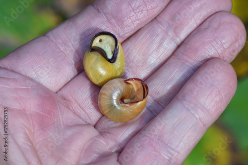 Two different grove snails, brown-lipped snails (Cepaea nemoralis) without and with dark bands. Withdrawn into their shell in a hand. Autumn, October