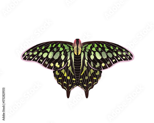 hand-drawn watercolor tailed jay, graphium agamemnon, insect, bug PNG