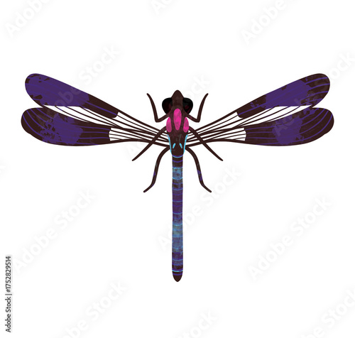 hand-drawn watercolor pink jewel dragonfly, heliocypha fenestrata, insect, bug PNG