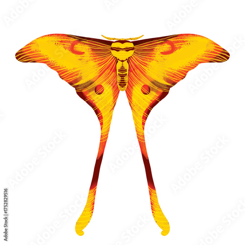 hand-drawn watercolor yellow orange sulawesi moon moth, actias isis, insect, bug PNG