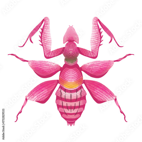 hand-drawn watercolor pink orchid mantis, hymenopus coronatus, insect, bug PNG