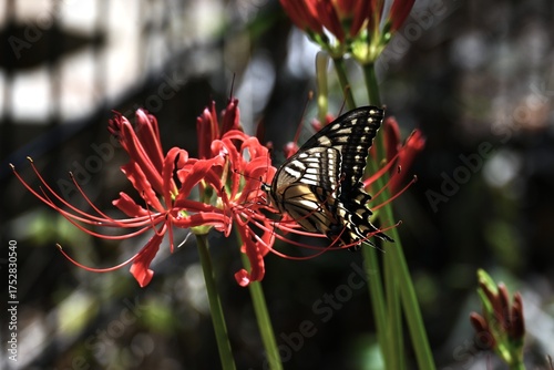 Wallpaper Mural A swallowtail butterfly sucking nectar. Arthropoda Lepidoptera Papilionidae Butterfly. Papilionidae butterflies are the largest group in Japan. Torontodigital.ca