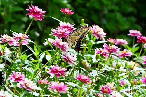 Wallpaper Mural A swallowtail butterfly sucking nectar. Arthropoda Lepidoptera Papilionidae Butterfly. Papilionidae butterflies are the largest group in Japan. Torontodigital.ca