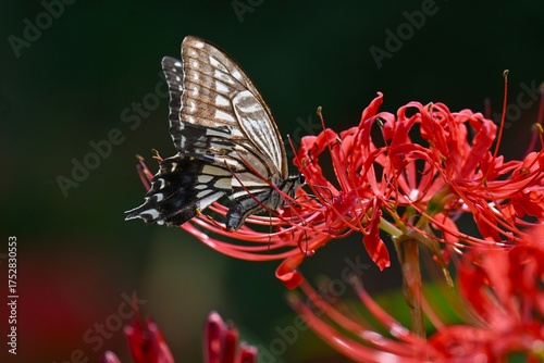 Wallpaper Mural A swallowtail butterfly sucking nectar. Arthropoda Lepidoptera Papilionidae Butterfly. Papilionidae butterflies are the largest group in Japan. Torontodigital.ca