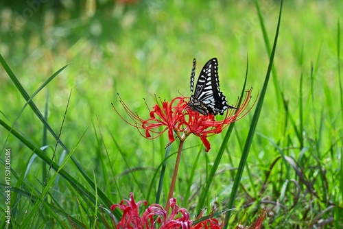 Wallpaper Mural A swallowtail butterfly sucking nectar. Arthropoda Lepidoptera Papilionidae Butterfly. Papilionidae butterflies are the largest group in Japan. Torontodigital.ca