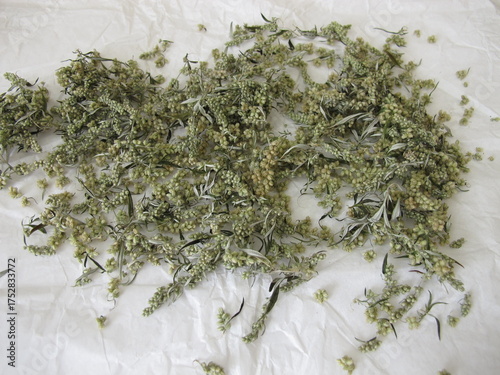 Mugwort spread out on paper to dry