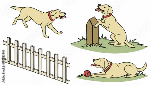 Happy Yellow Labrador Retriever Dog Running Playing with Ball and Training Outdoors Near Wooden Fence for Pet Care and Lifestyle Marketing