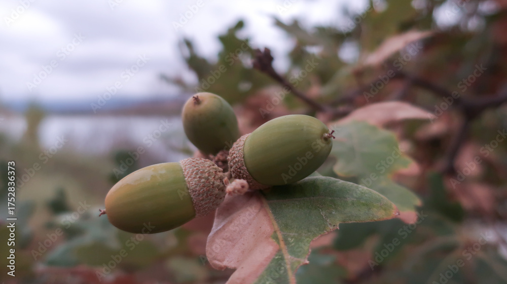 Obraz premium Bellotas