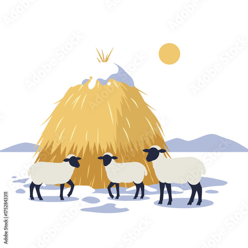 Three sheep grazing near snow-covered haystack in winter  