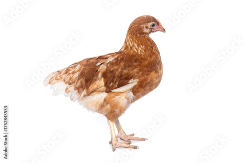 12-week-old laying hens on a white background