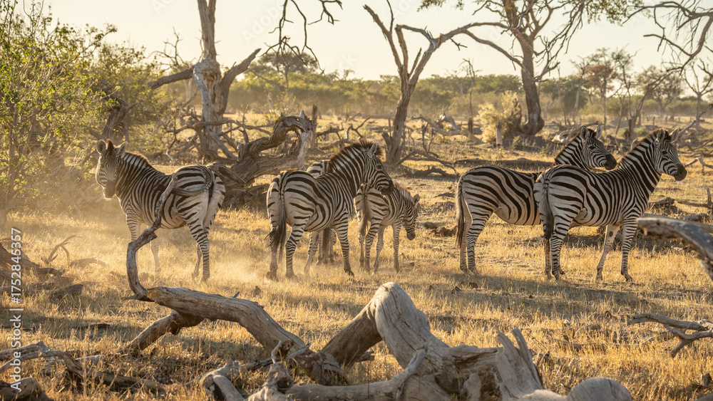 Naklejka premium herd of zebras in the African savanna at sunset botswana
