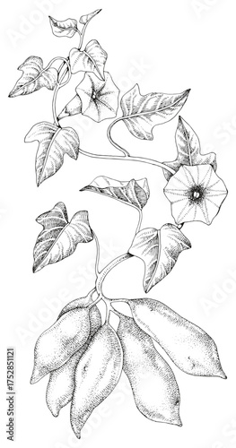 Sweet potato sketched plant vector
