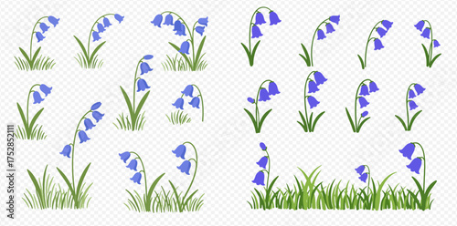 Illustration of bluebell flowers in various arrangements with green grass.