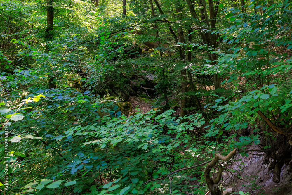 Fototapeta premium A lush green forest with a lot of trees and bushes