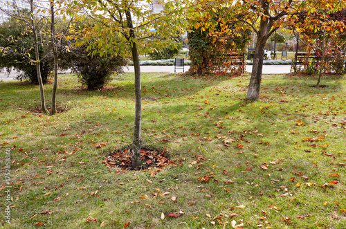 Rest area in the autumnal city park. The bright colors of fall. Autumn fall leaves in sunlight