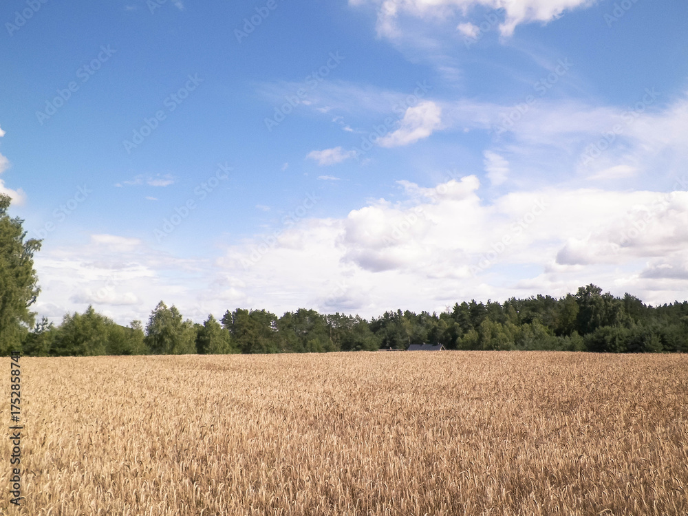Fototapeta premium Kashubian field in late summer.