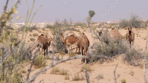 Group of Middle Eastern camels in the desert in Abu Dhabi, UAE