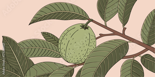 Nature’s gift a young guava fruit nestled in vibrant foliage.pink background 