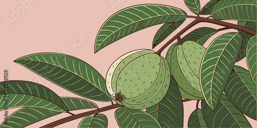 Nature’s gift a young guava fruit nestled in vibrant foliage.pink background 