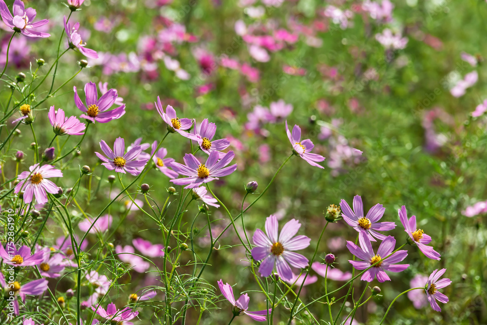 Obraz premium 満開のコスモスのクローズアップ