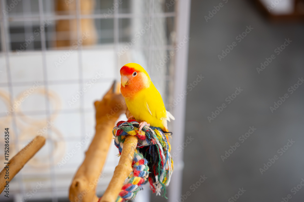 Obraz premium blue and yellow macaw