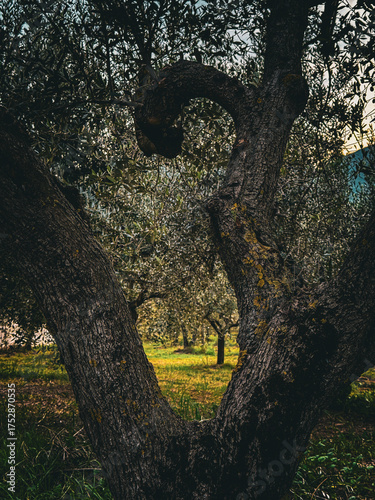 A gnarled and dark olive tree trunk frames a view into a dimly lit olive grove, with sunlight illuminating the grassy ground deeper inside the orchard.