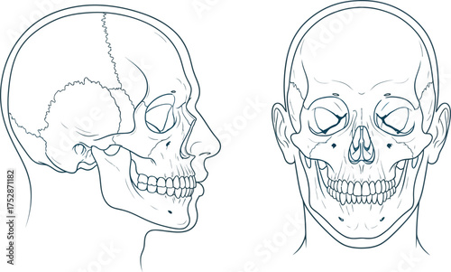 Detailed anatomical illustration of human skull in profile and frontal views
