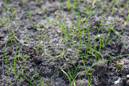 Schilderij op canvas A close-up view of freshly germinated grass seeds in dark, moist soil, embodying the themes of spring renewal, backyard gardening, and the miracle of new life with focus on texture