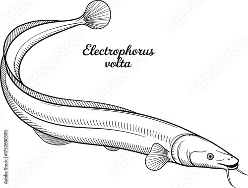 Electric eel line art vector illustration, detailed Electrophorus volta drawing, scientific fish anatomy, aquatic animal sketch, vintage biology artwork