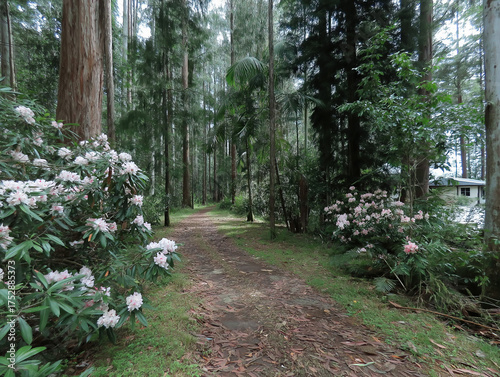 Lush rainforest trails on M...